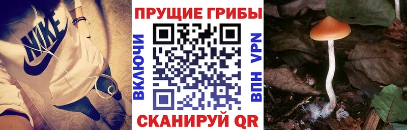 Галлюциногенные грибы Psilocybine cubensis kraken сайт Елизово