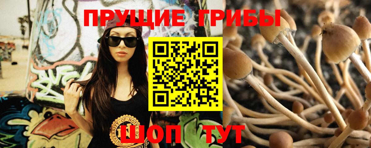 Псилоцибиновые грибы Psilocybe  Вход с VPN  Елизово  как найти закладки  Галлюциногенные грибы MAGIC MUSHROOMS 